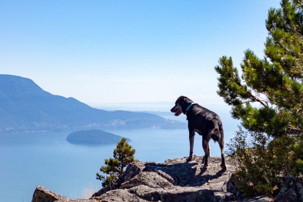 A dog on a hike.